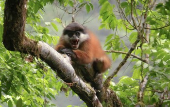 monkey on a branch